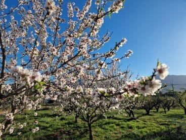 Almendro en flor en Alcalalí