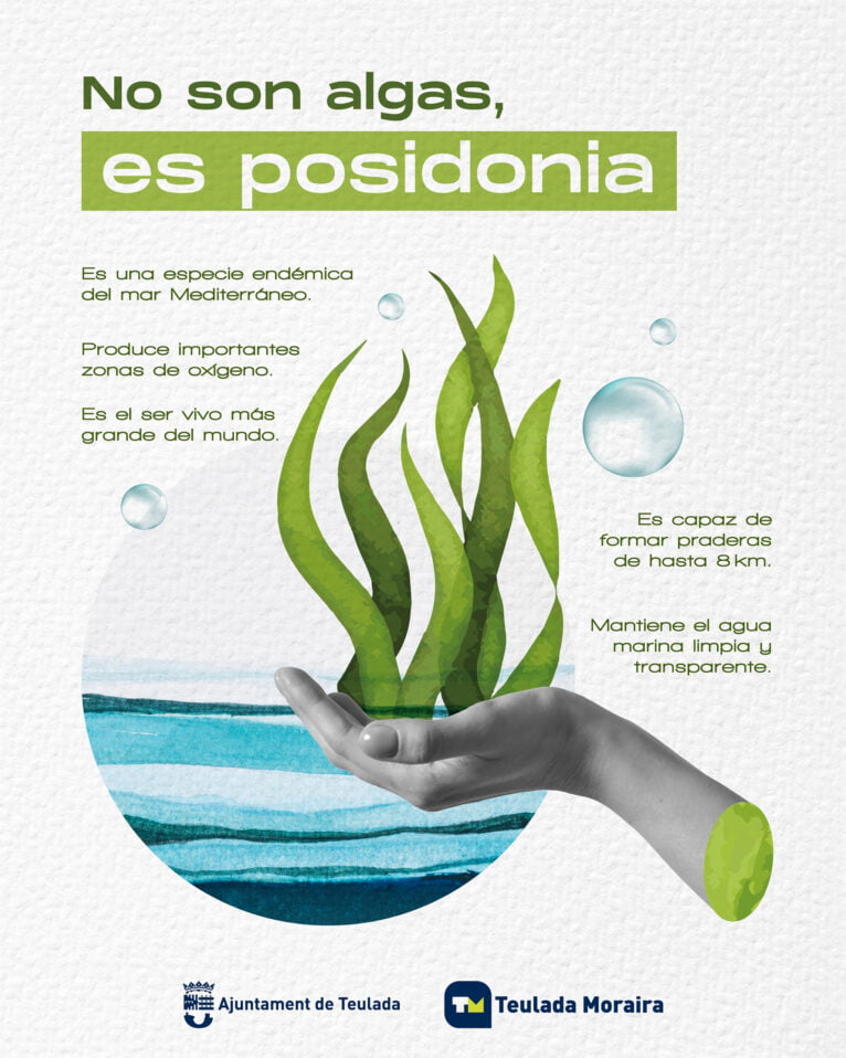 Campaña 'No son algas, es posidonia' de Teulada Moraira