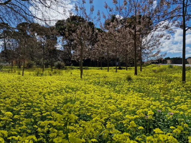 Imagen: Campo primaveral de Dénia