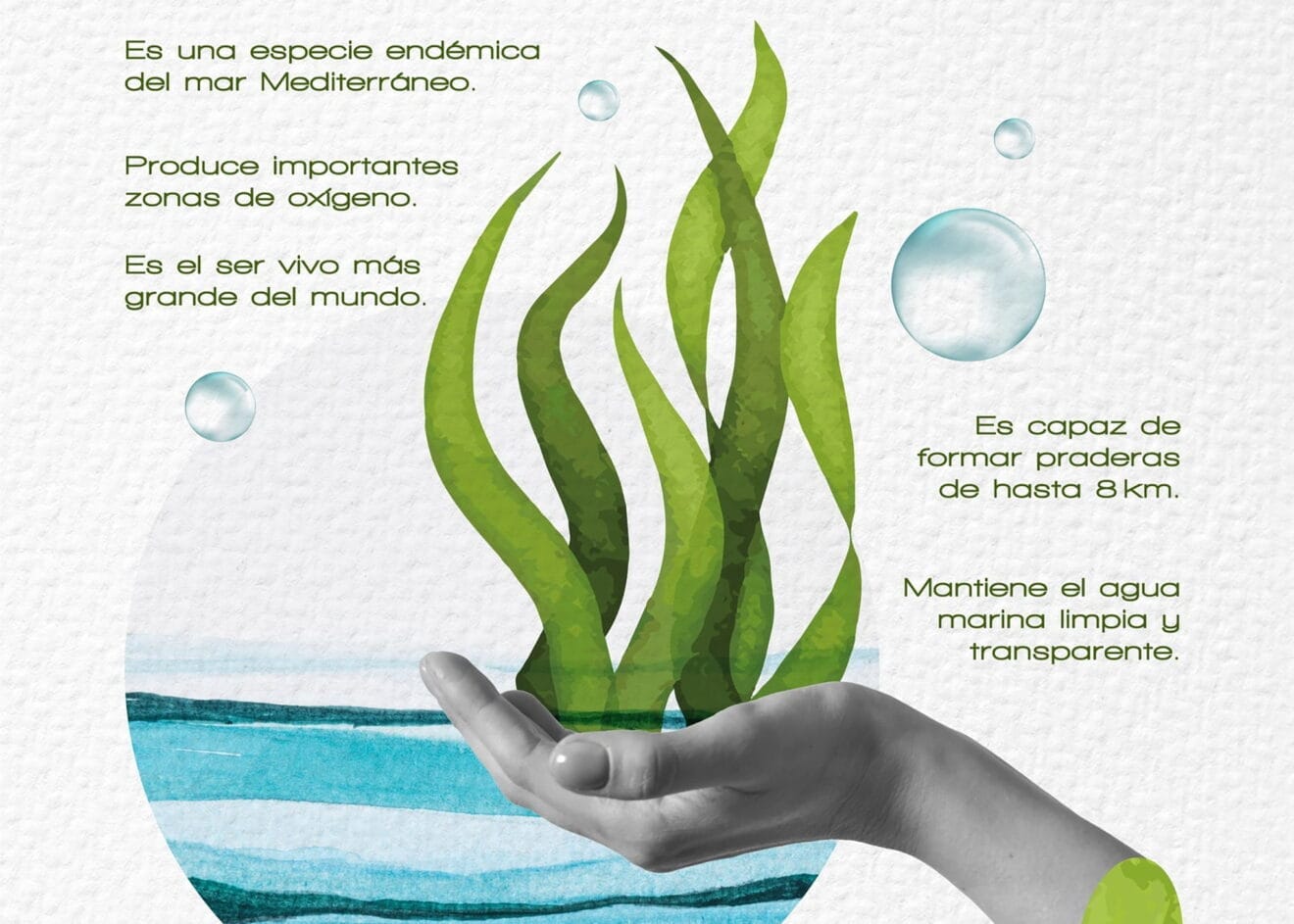 Cartel de 'No son algas, es posidonia' de Teulada Moraira