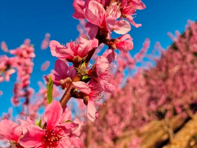 Imagen: Frutal en flor en Benidoleig