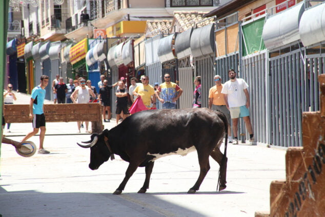 Imagen: Mañana de toros en Pedreguer en las Fiestas de Julio de 2022