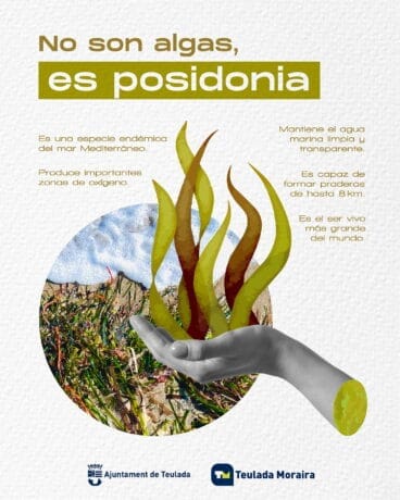 ‘No son algas, es posidonia’ de Teulada Moraira