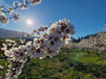 Primavera en la Marina Alta 01