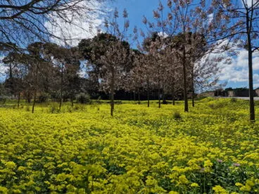 Primavera en la Marina Alta 02