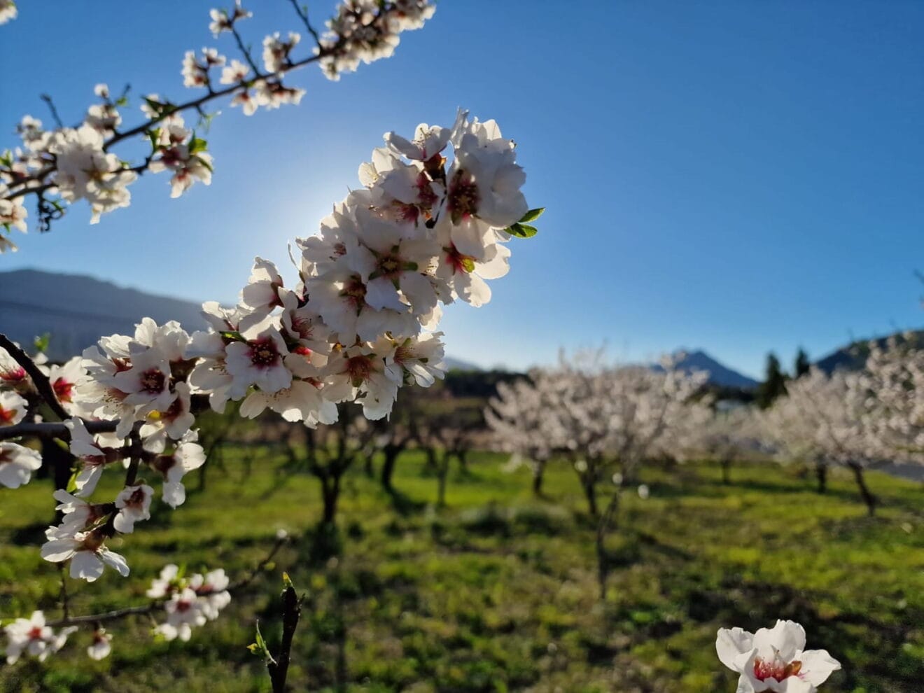 Primavera en la Marina Alta 03