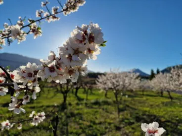 Primavera en la Marina Alta 03