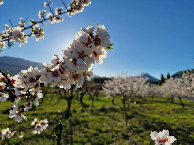 primavera en la marina alta 03