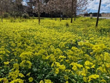 Primavera en la Marina Alta 04