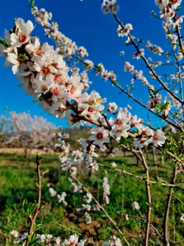 Primavera en la Marina Alta 05