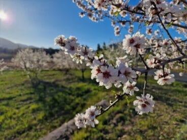 Primavera en la Marina Alta 06