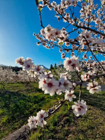 Primavera en la Marina Alta 07