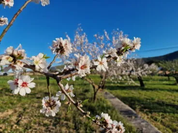 Primavera en la Marina Alta 10