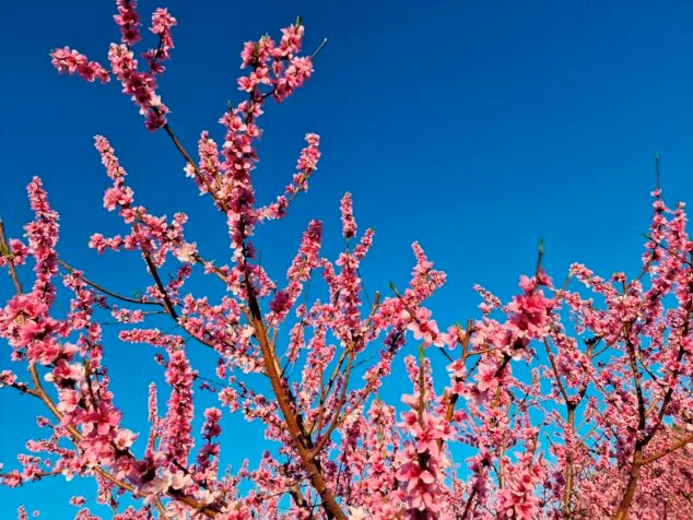 primavera en la marina alta 12
