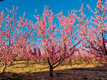 Primavera en la Marina Alta 13