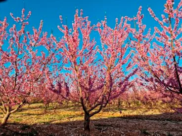 Primavera en la Marina Alta 13