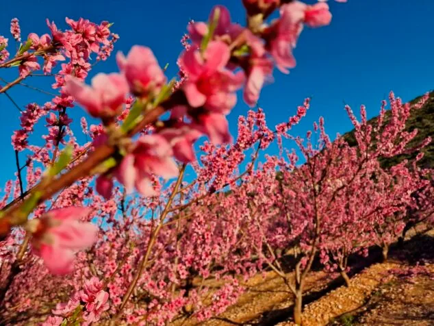 primavera en la marina alta 15