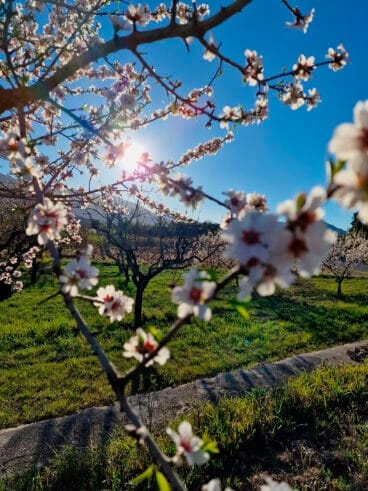 Primavera en la Marina Alta 16