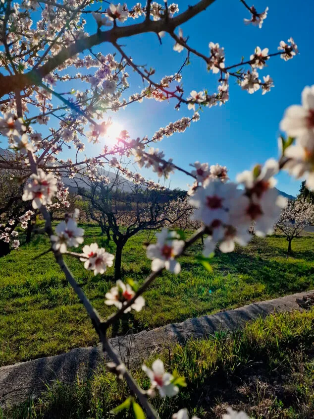 primavera en la marina alta 16