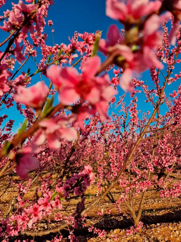 primavera en la marina alta 17