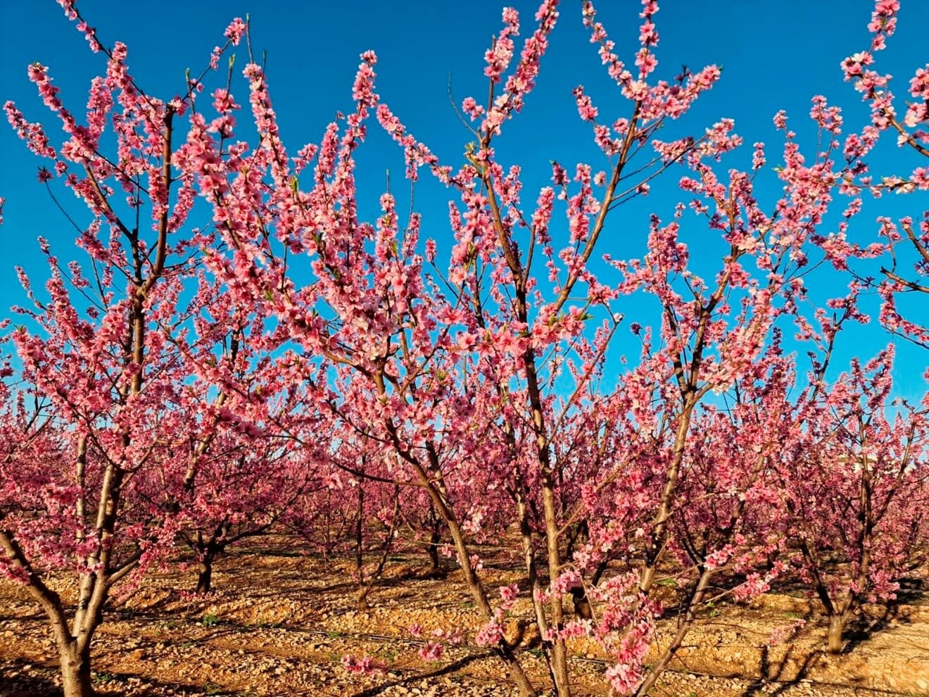 Primavera en la Marina Alta 18