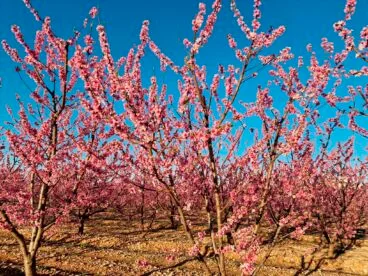 Primavera en la Marina Alta 18