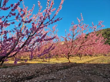Primavera en la Marina Alta 19