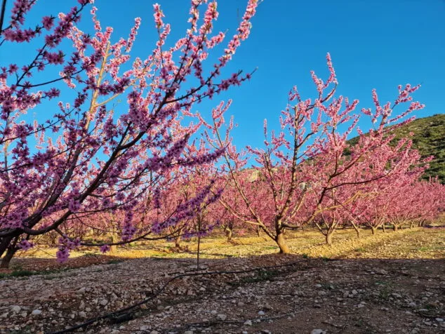 primavera en la marina alta 19