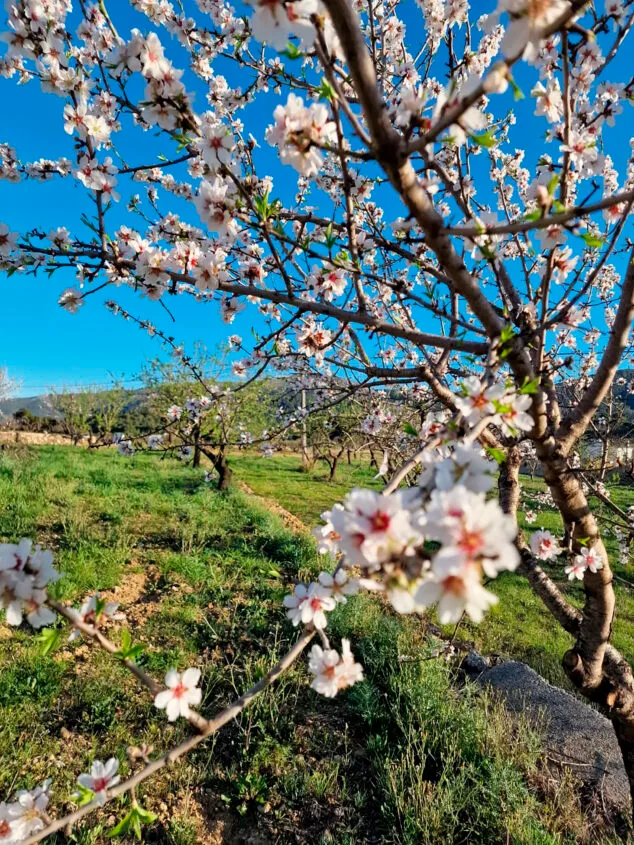primavera en la marina alta 20