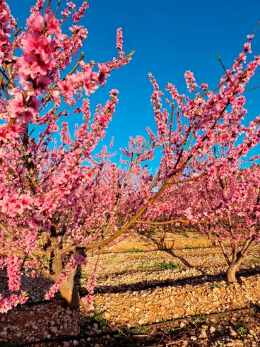 Primavera en la Marina Alta 21