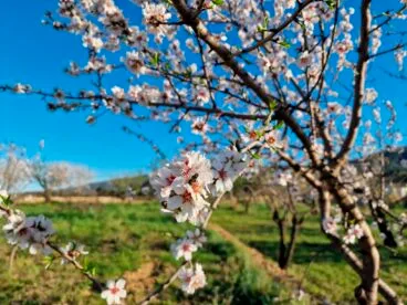 Primavera en la Marina Alta 23