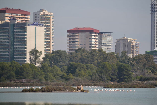 Imagen: Aves en Las Salinas de Calp, rodeadas de edificios