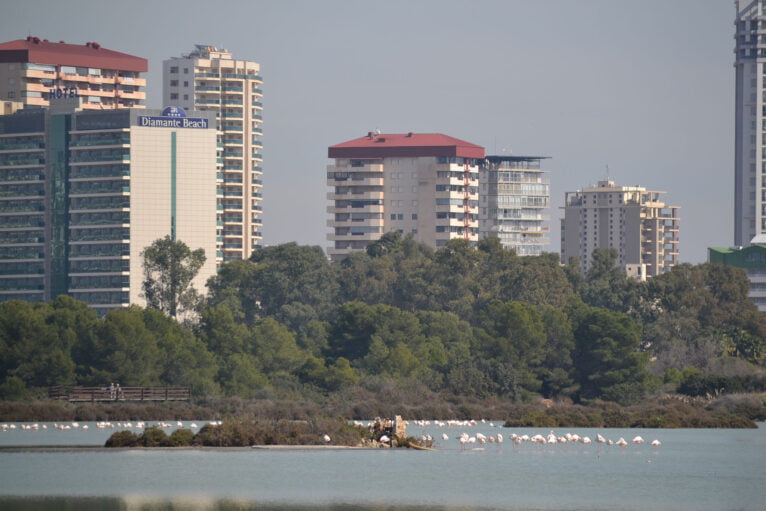 Aves en Las Salinas de Calp, rodeadas de edificios