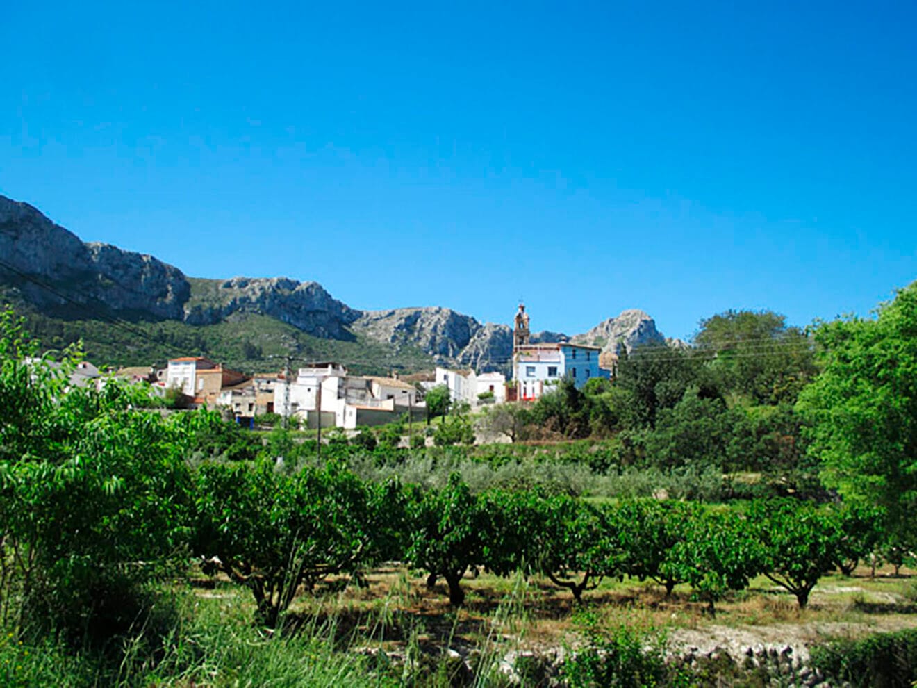 Campo de cerezas en la Vall de Gallinera