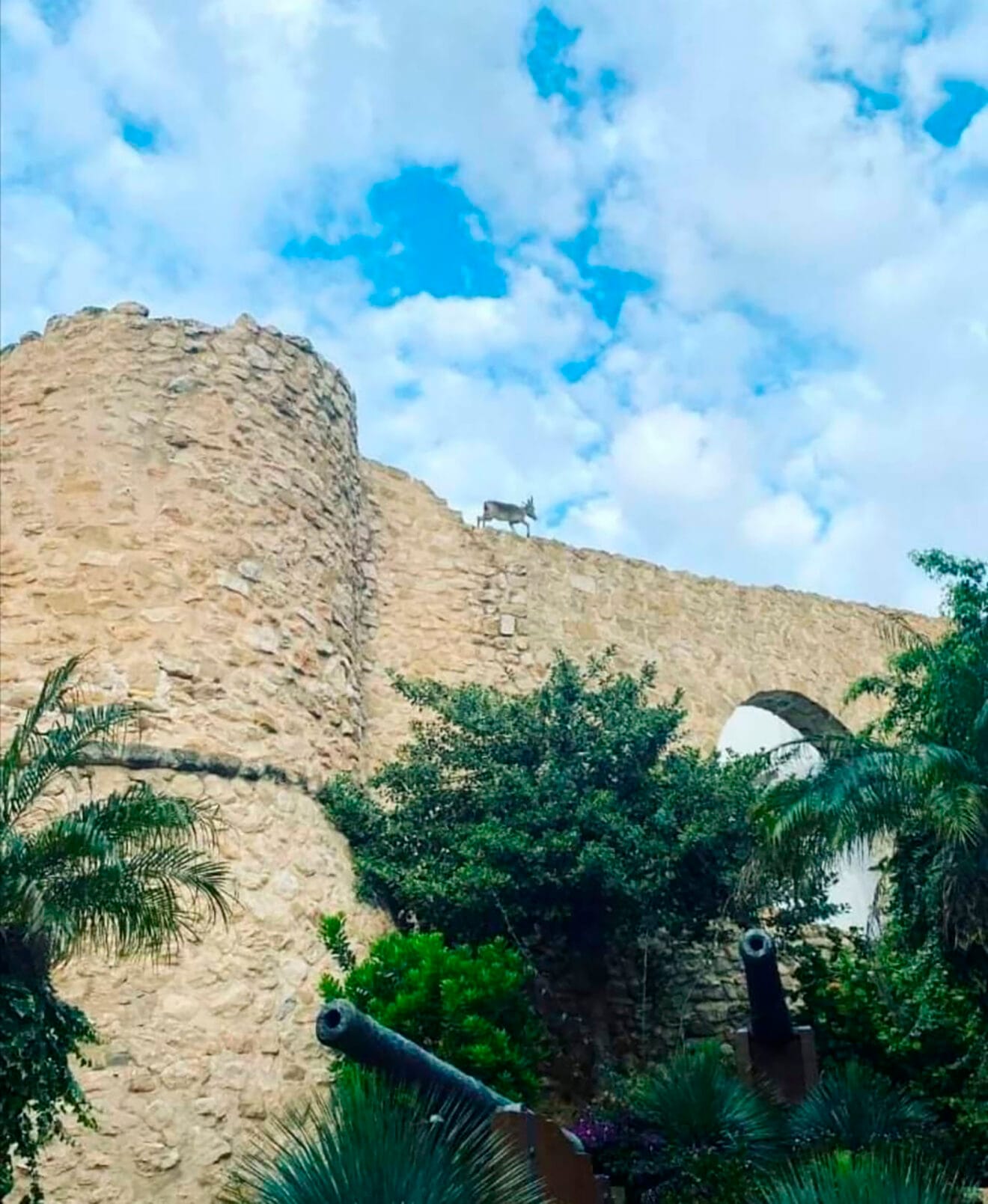 La cabra escapando del torreó de la Peça de Calp