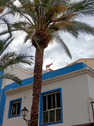 La cabra trepadora por los tejados calpinos