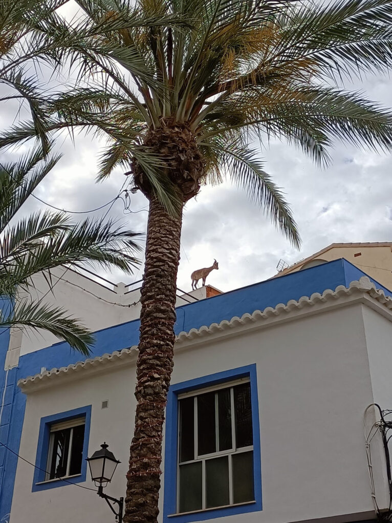 La cabra trepadora por los tejados calpinos