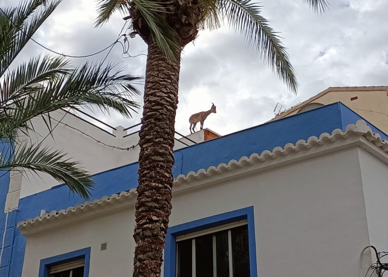 La cabra trepadora por los tejados de Calp