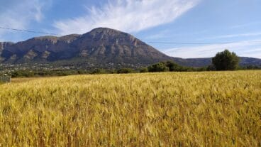 Blat de La Marina Alta