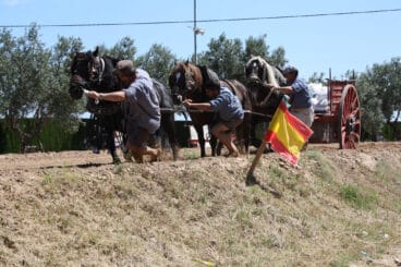 Competición de tir i arrossegament en las fiestas de Pego – Fernando Orihuel