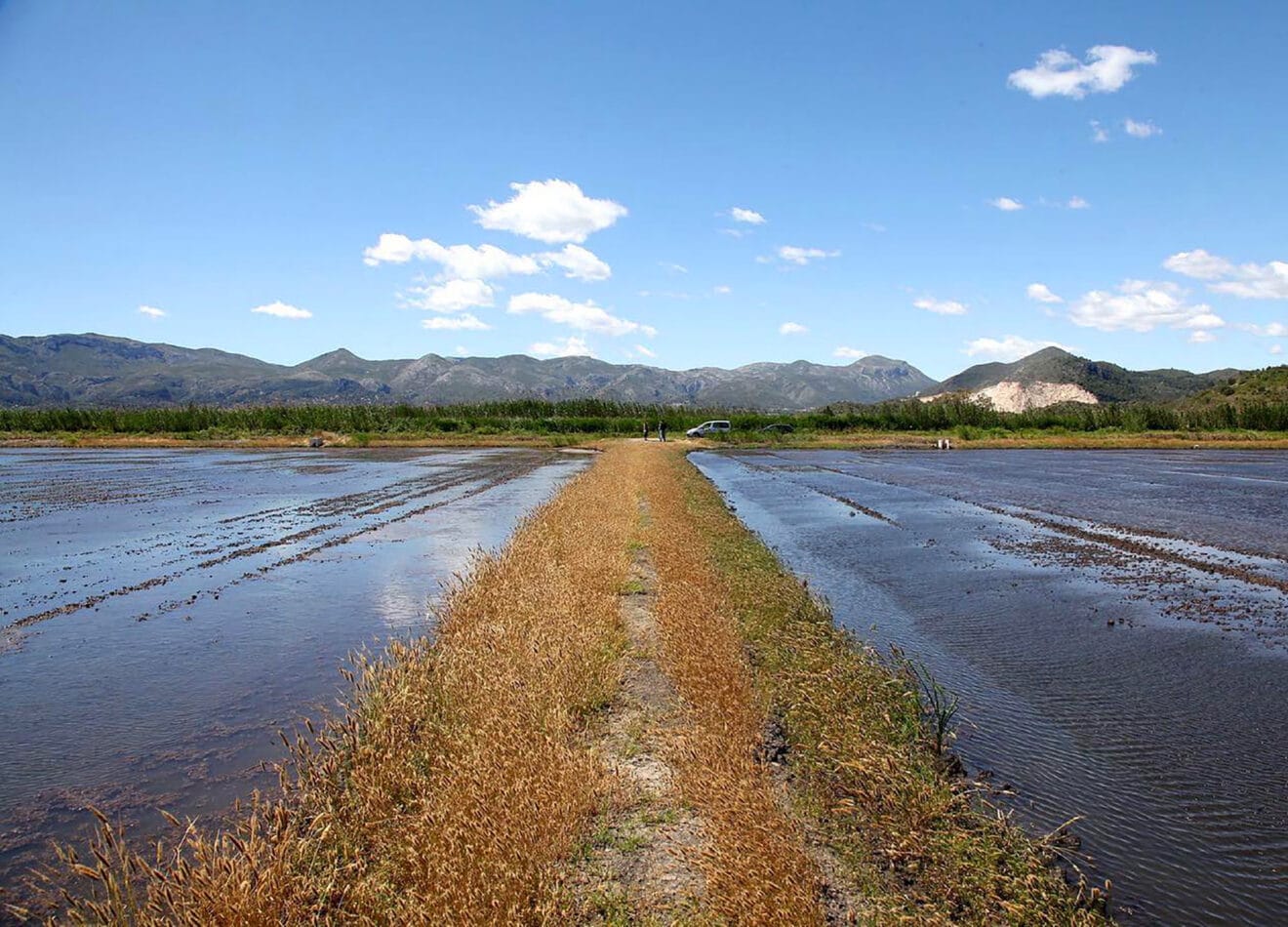 La Marjal de Pego-Oliva (archivo)
