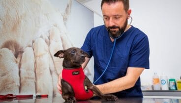 La mejor atención médica para tus mascotas en Clínica Veterinària Dénia