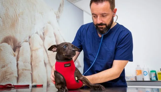 Die beste medizinische Versorgung Ihrer Haustiere in der Tierklinik Denia