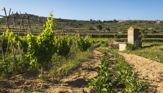 Montesanco 5 seis ediciones limitadas de vino