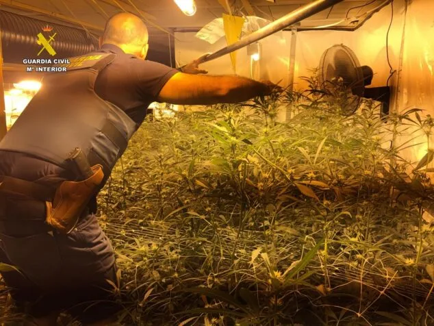 Incautan 532 plantas de marihuana en un chalet de lujo de Calp y detienen a los miembros de la banda 1 Imagen: Desmantelan una plantación de marihuana en Calp