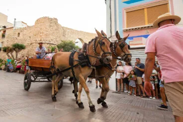 Entrada de la murta y crida a la festa de Calp 78