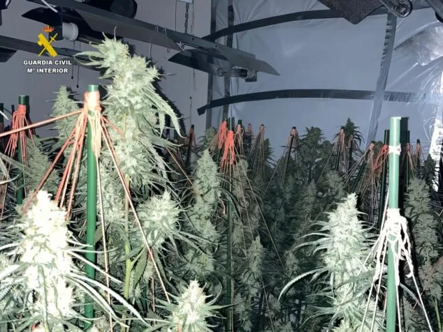 Incautan 532 plantas de marihuana en un chalet de lujo de Calp y detienen a los miembros de la banda 2 Imagen: Incautan más de 500 plantas de marihuana en Calp