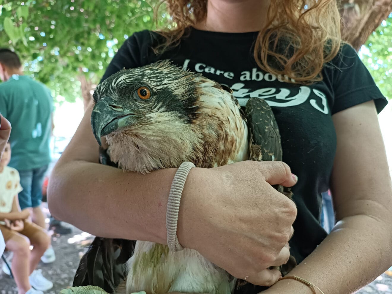 Polluelo de águila pescadora recién llegado a la Marjal Pego-Oliva