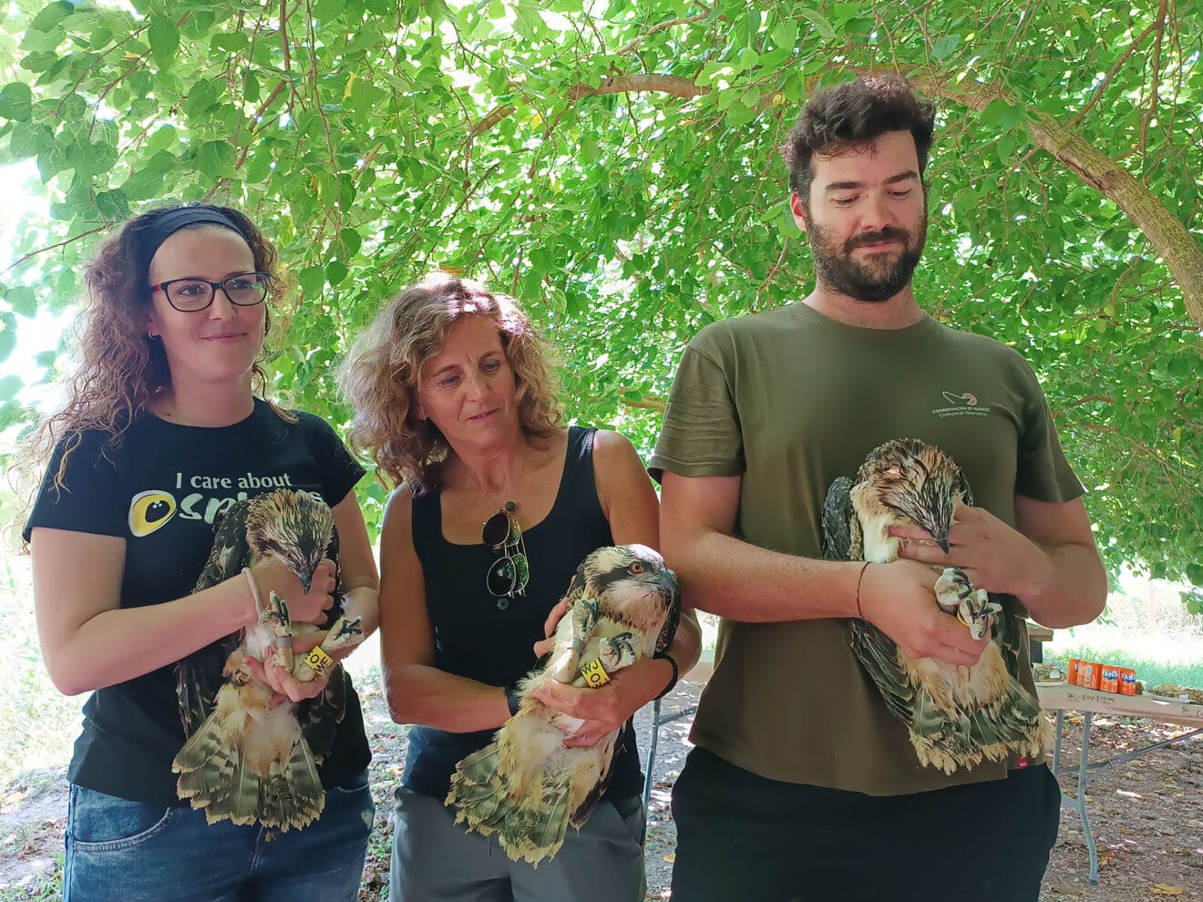 Tres de los doce polluelos de águila pescadora que residirán en la Marjal