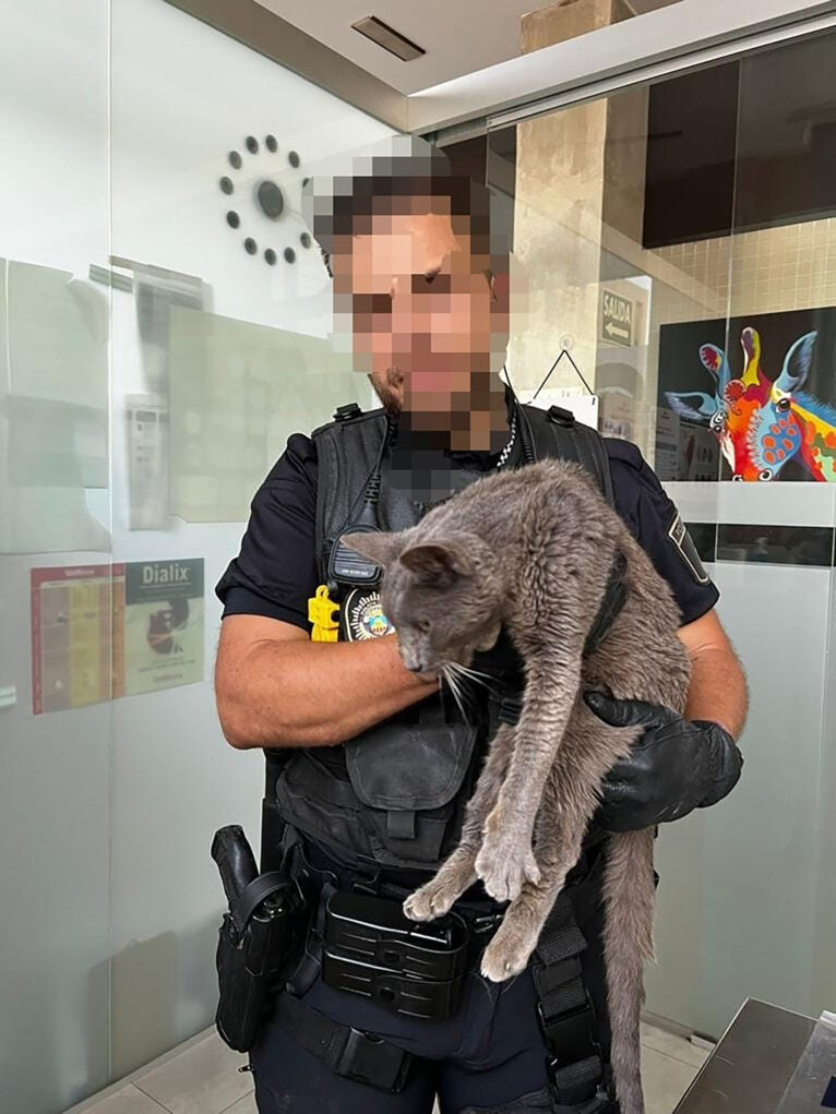 Agente de la Policía Local de Benissa que intervino en el rescate del felino herido